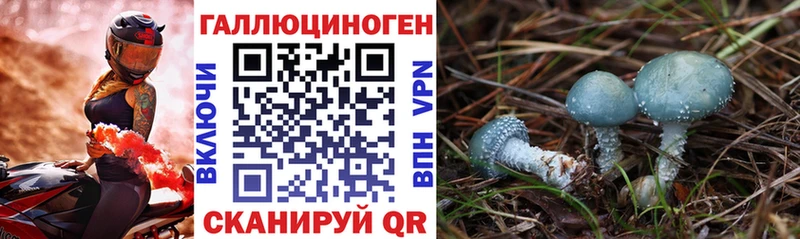 mega рабочий сайт  Сосенский  Псилоцибиновые грибы Psilocybe 